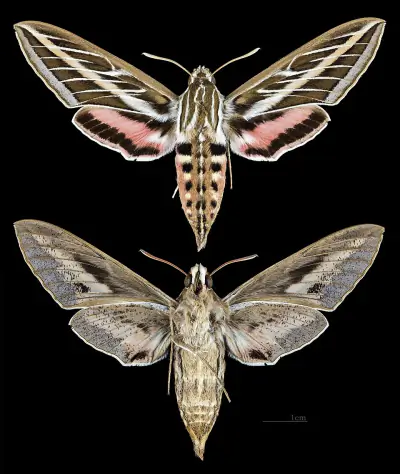 White-lined Sphinx