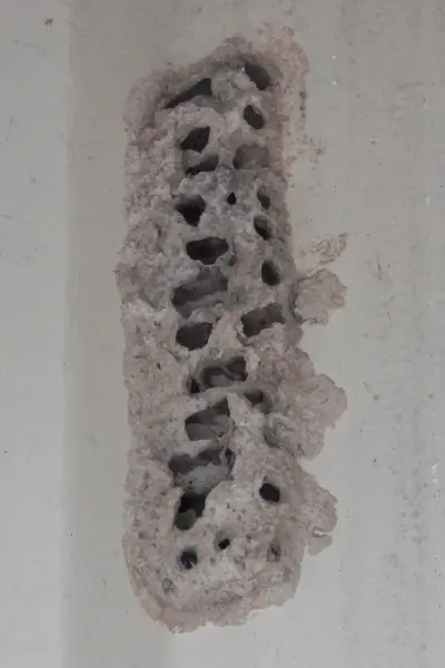 Yellow-legged Mud-dauber Wasp