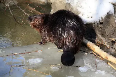 American Beaver