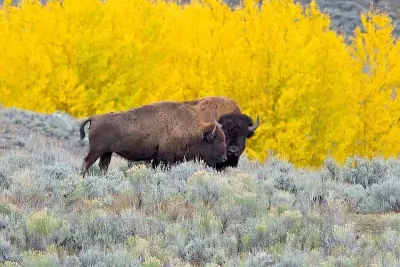 American Bison