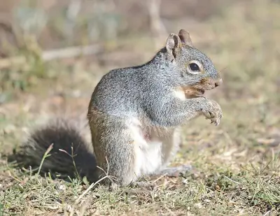 Arizona Gray Squirrel