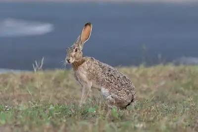 Black-tailed Jackrabbit