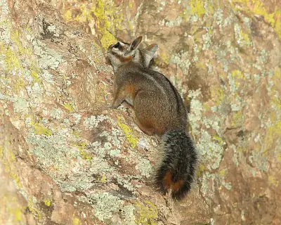 Cliff Chipmunk