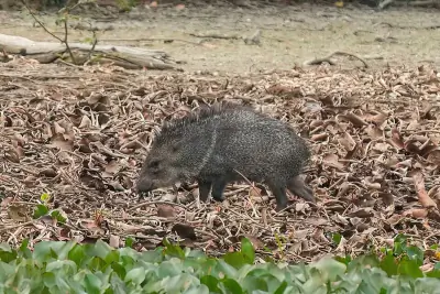 Collared Peccary