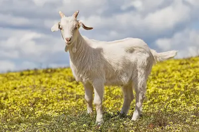 Domestic Goat