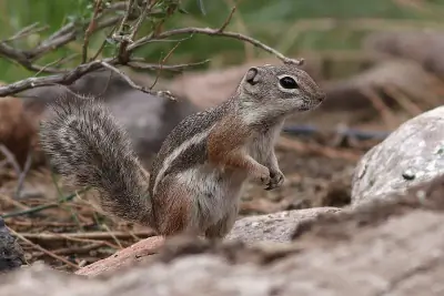 Harris' Antelope Squirrel
