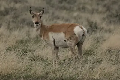 Pronghorn