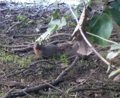 Small Indian Mongoose