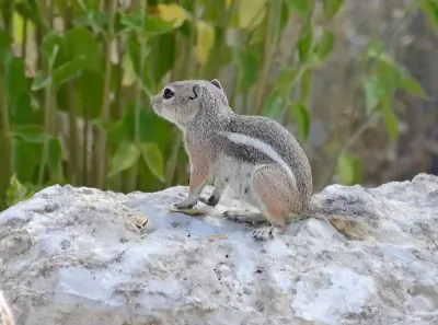 White-tailed Antelope Squirrel