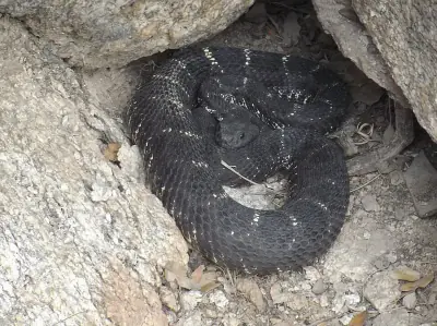 Arizona Black Rattlesnake