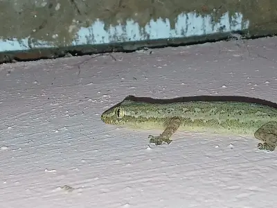 Asian House Gecko