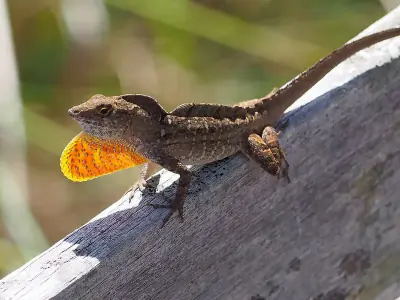 Brown Anole