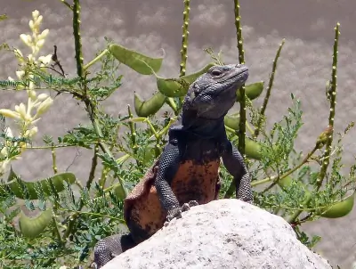 Common Chuckwalla