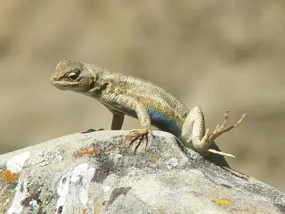Common Sagebrush Lizard