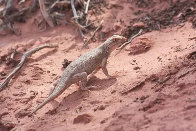 Desert Spiny Lizard
