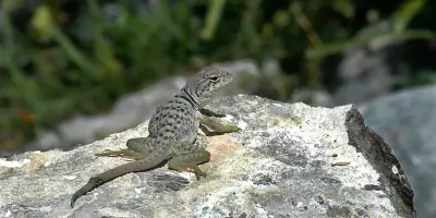 Eastern Collared Lizard