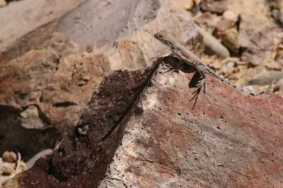 Greater Earless Lizard