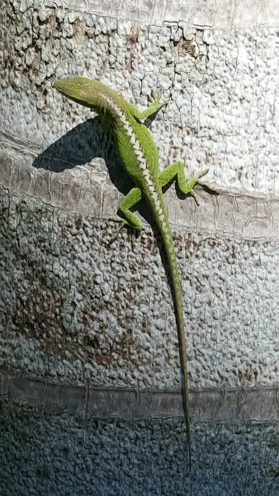 Green Anole