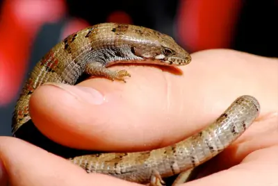 Madrean Alligator Lizard
