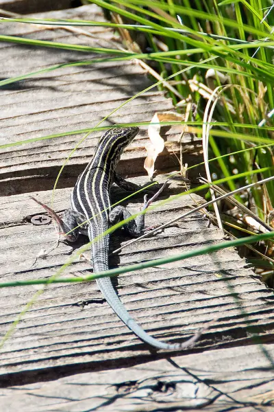 Plateau Striped Whiptail