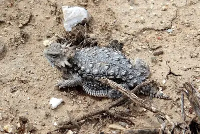 Regal Horned Lizard