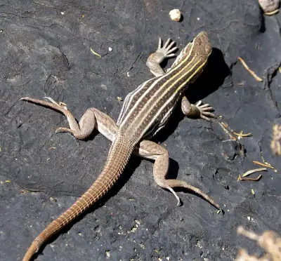Sonoran Spotted Whiptail