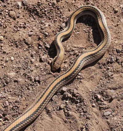 Western Patch-nosed Snake