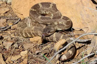 Western Rattlesnake