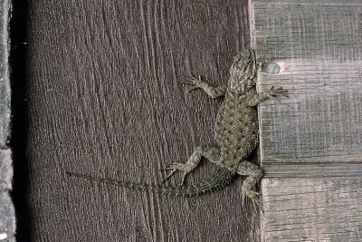 Yarrow's Spiny Lizard
