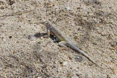 Zebra-tailed Lizard
