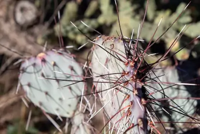 Black-spined Pricklypear