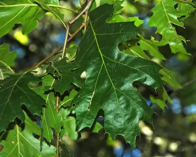 California black oak