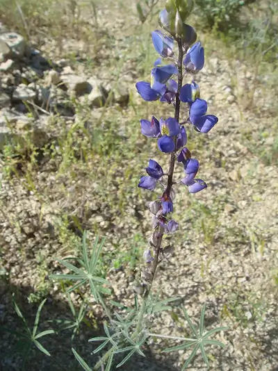 Coulter's lupine