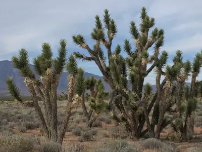 Eastern Joshua tree
