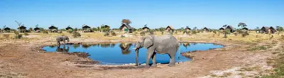 elephant tree