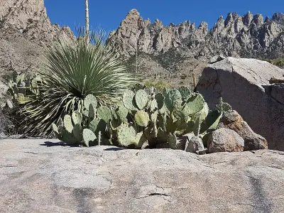 Engelmann's Pricklypear
