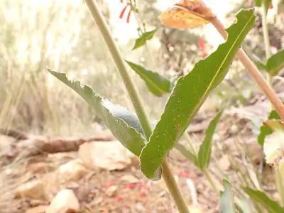 firecracker penstemon