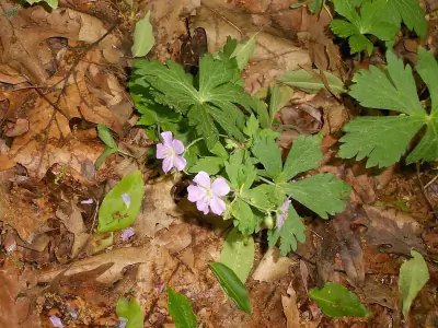 pinewoods geranium
