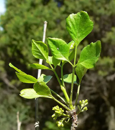 single-leaf ash
